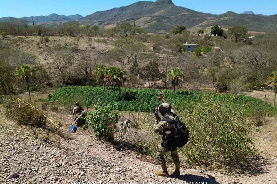 Marina destruye siete plantíos de marihuana y una bodega con 4,200 ...