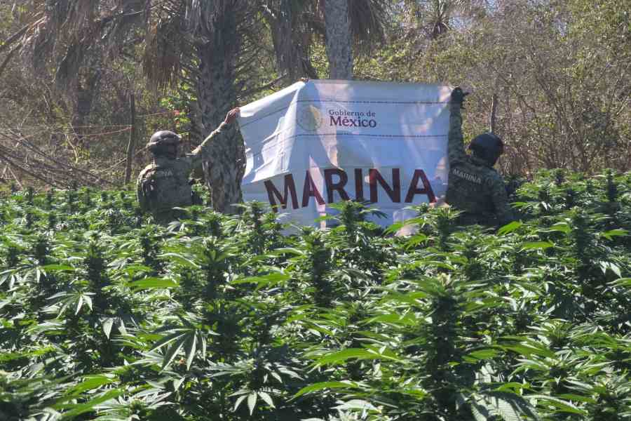 Marina destruye siete plantíos de marihuana y una bodega con 4,200 ...
